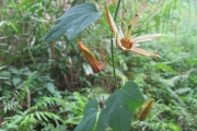 <strong>Passiflora barclayi - Gâteblé Gildas - 311</strong><br />© Ramon, Laurence